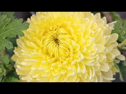 Видео: ПОЗДНИЕ СОРТА ХРИЗАНТЕМ В МОЕЙ КОЛЛЕКЦИИ. СОХРАНЯТЬ ИЛИ НЕТ?