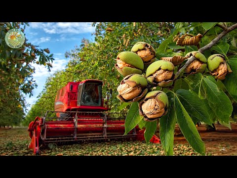 Видео: Как фермеры собирают тысячи тонн калифорнийских грецких орехов – Выращивание и переработка грецки...