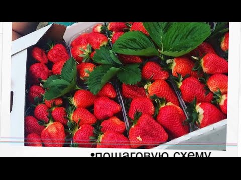 Видео: Чем кормить Клубнику ?? Цены взлетели !!!!