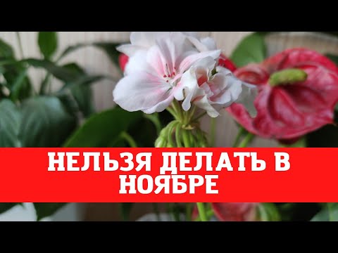 Видео: Герани в ноябре, что нельзя делать