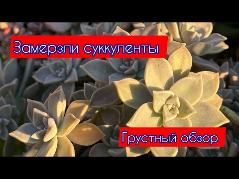 Видео: Грустный обзор суккулентов после заморозка. 4 октября 2025 