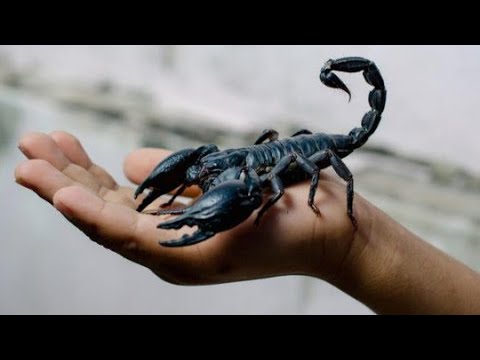 Видео: СКОРПИОН