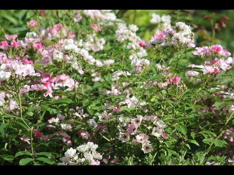 Видео: Роза Жасмина и  роза Балерина в Сибирском саду