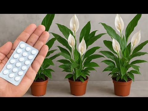 Видео: Всего одна таблетка заставляет так много цветов взорваться (3 секрета)