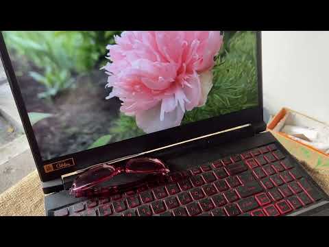 Видео: Продаж півоній: пакую "Толика", - висилаю посилку з півонією