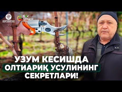 Видео: УЗУМЛАРГА ШАКЛ БЕРИШНИ ҚАДАММА-ҚАДАМ ЎРГАНАМИЗ! | ШУҲРАТ АБРОРОВ #shuhratabrorov  #uzum #uzumkesish