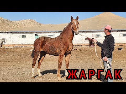 Видео: ЖАРГАК АЛМАЛЫКТАН