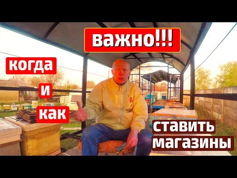 Видео: Когда  ставить магазины пчелам Пчеловодство На пасеке апрель