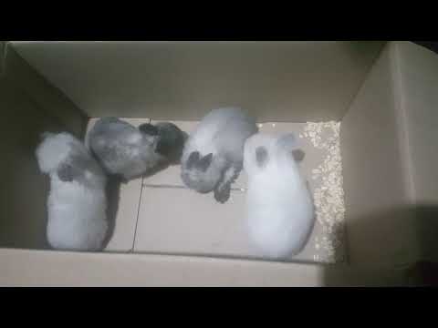 Видео: Подкармливание 20-дневных крольчат