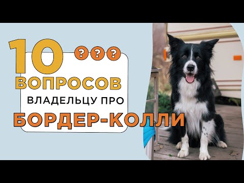 Видео: 10 вопросов владельцу о БОРДЕР-КОЛЛИ: характер, темперамент и особенности воспитания 🐶