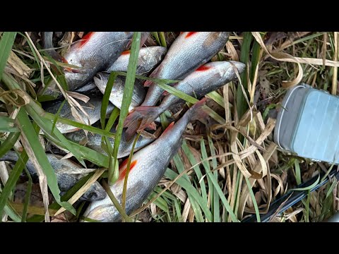 Видео: СТАРІ МІСЦЯ КОЛИСЬ БУЛИ ПОВНІ ЩУКИ! РОЗВІДАЛИ РІЧКУ УЖ.