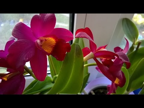 Видео: Как добиться цветения орхидеи Каттлея !