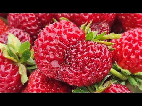 Видео: Клубника 🍓 в моем саду ч.4 Сорт ЧЕРНЫЙ ПРИНЦ