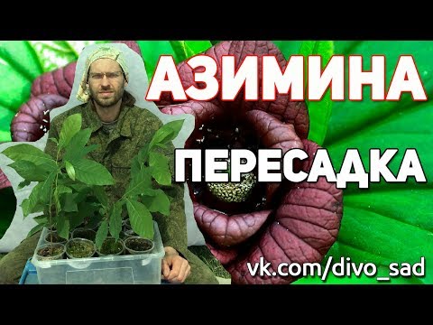 Видео: Азимина пересадка 2018