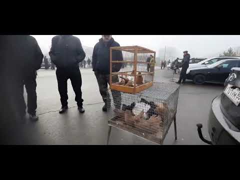 Видео: Ярмарка голубей, г.Ишим, 25 октября 2025 г.