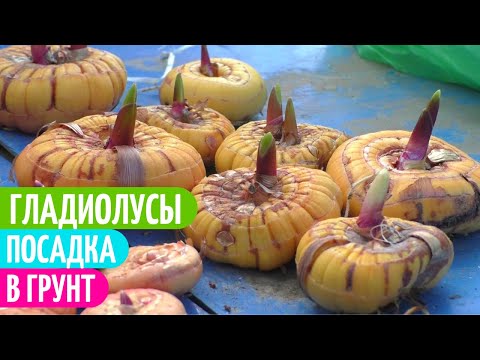 Видео: ПОДГОТОВКА и ПОСАДКА Гладиолусов в Грунт. ВСЕ Подробности. Мои цветы. гладиолусы