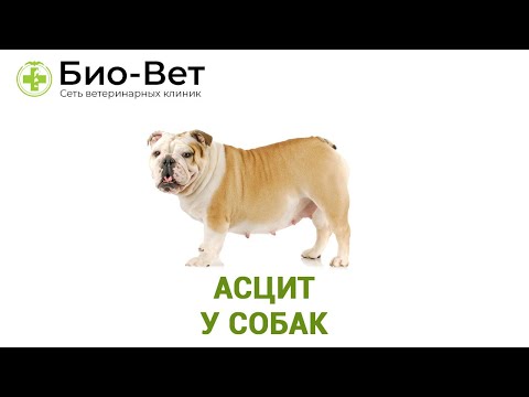 Видео: Асцит У Собак & Причины Асцита У Собак. Ветклиника Био-Вет