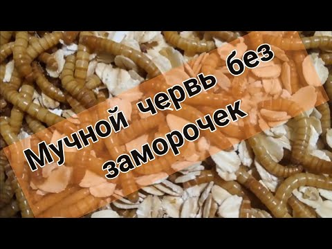 Видео: #мучник #мучнойчервь #разведениемучного Разводим мучных червей без заморочек