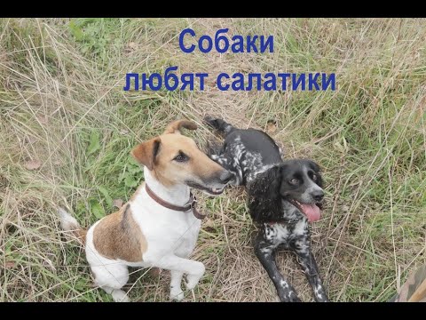 Видео: Собаки любят салатики