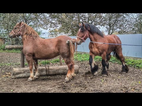 Видео: ГАРНА НОВООЛЕКСАНДРІЙКА ПРИЇХАЛА ДО ІГІ/ЖЕРЕБЕЦЬ НА ПАРОВКУ/POLSKI ARDEN IGI 🔥🔥🔥.