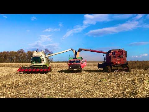 Видео: ШОК! Молотим кукурудзу без минералки а урожай есть , сингента си фортаго