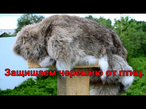 Видео: Как защитить черешню от птиц