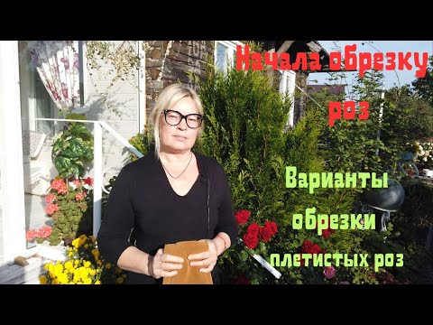 Видео: Начала обрезку роз. Варианты обрезки плетистых роз. Ответы на вопросы.