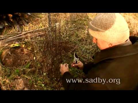 Видео: Секреты обрезки ирги  урожай ягод и красота вашего сада!
