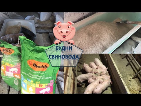 Видео: СТАРТОВЫЙ КОМБИКОРМ ДЛЯ ХОРОШЕГО РОСТА ПОРОСЯТ