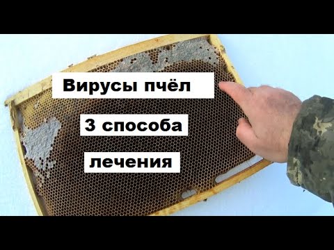 Видео: Три способа борьбы с вирусами пчёл