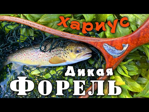 Видео: Дикая форель. Хариус. Рыбалка в Ленинградской области. Июнь 2023.