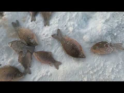 Видео: Дорога на Чаны. Бесконечная рыба. Или все же нет?) На рыбалку с Сибтермо