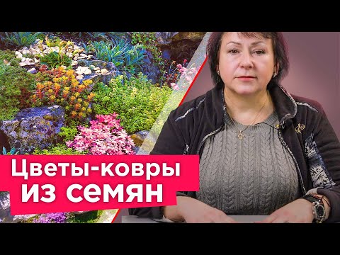 Видео: ХОТИТЕ КОВЕР ИЗ ЦВЕТОВ? Просто посейте эти растения! Растут быстро и не требуют особого ухода!