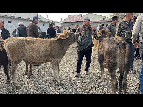 Видео: 22 октября 2025 г АНДИЖОН ШАХРИХОН ЧУЖА МОЛ БОЗОРИ ХУНАЖИНЛАР НАРХЛАРИ ANDIJON SHAXRIHON CHOʻJA MOL