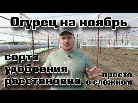 Видео: Огурец в глубокую осень|Легко и просто