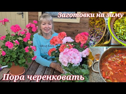 Видео: Встречаем осень Садовые дела Как сохранить герань зимой Почему не цветет.Заготовки на зиму Лечо