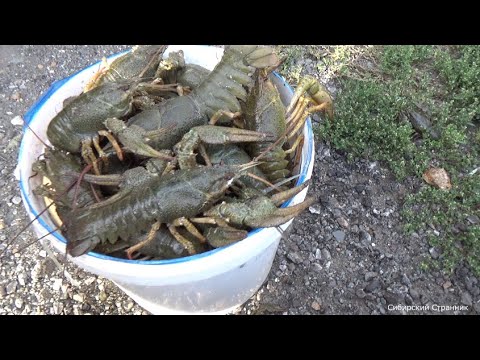 Видео: Наловили раков и окуней. Рыбалка в Сибири.