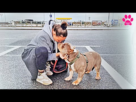 Видео: Заводчики отдали взрослую собаку! Предательство или так будет лучше?