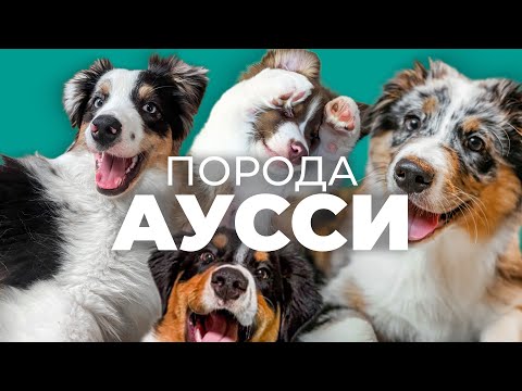 Видео: Австралийская овчарка 🐾 Плюсы и минусы аусси, характер, лай