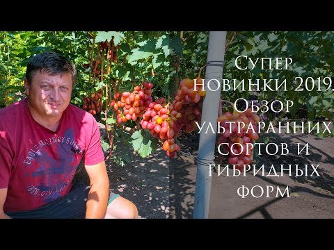 Видео: Суперновинки 2019 и обзор ультраранних сортов и гибридных форм винограда