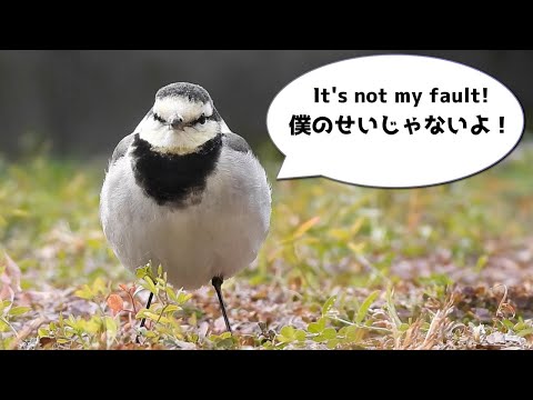 Видео: Трясогузки в середине зимы - очень печальное известие