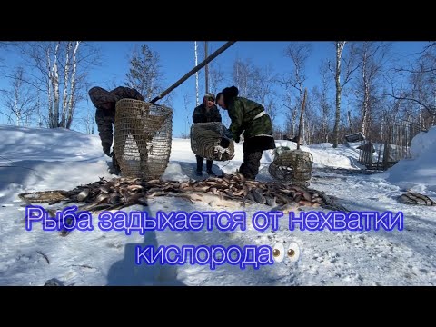 Видео: Нашли ЗАМОР на речке. Очень много рыбы 👀, рыба задыхается