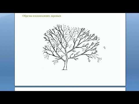 Видео: Обрезка плодоносящих и старых деревьев. Вебинар Николая Рабушко: Обрезка деревьев от А до Я. ©