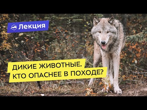 Видео: Дикие животные: опасные и неопасные