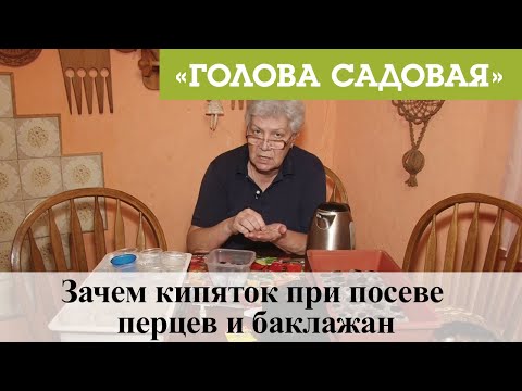 Видео: Голова садовая - Зачем кипяток при посеве перцев и баклажан