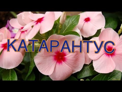 Видео: КАТАРАНТУС. ТРИ ВАЖНЫХ МОМЕНТА, КОТОРЫЕ НУЖНО УЧЕСТЬ!