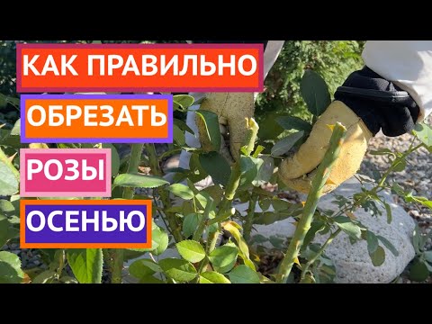 Видео: ГЛАВНЫЕ ПРАВИЛА ОСЕННЕЙ ОБРЕЗКИ РОЗ