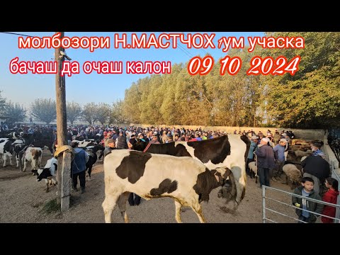 Видео: молбозори Н.МАСТЧОХ  1кум учаска