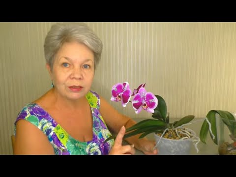 Видео: ЦВЕТОНОС у Орхидеи ИЗ ТОЧКИ РОСТА. Что можно ожидать от этой Орхидеи дальше?
