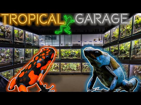 Видео: Экскурсия по самой смертоносной комнате в мире | FROG ROOM TOUR 2023